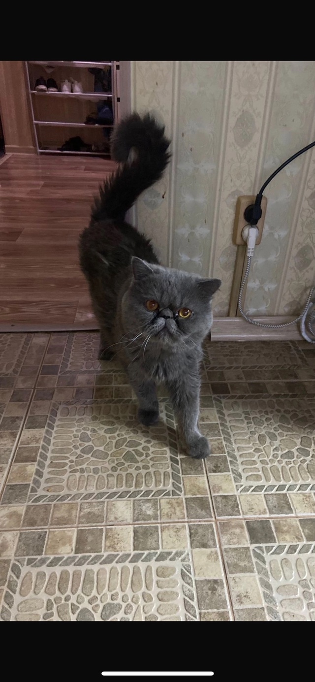 отдам кота в связи с аллергией у ребёнка ходит в латок ?...