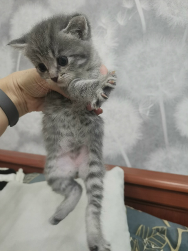Котята бесплатно. 1мес. Черный вислоухий мальчик. Остал...