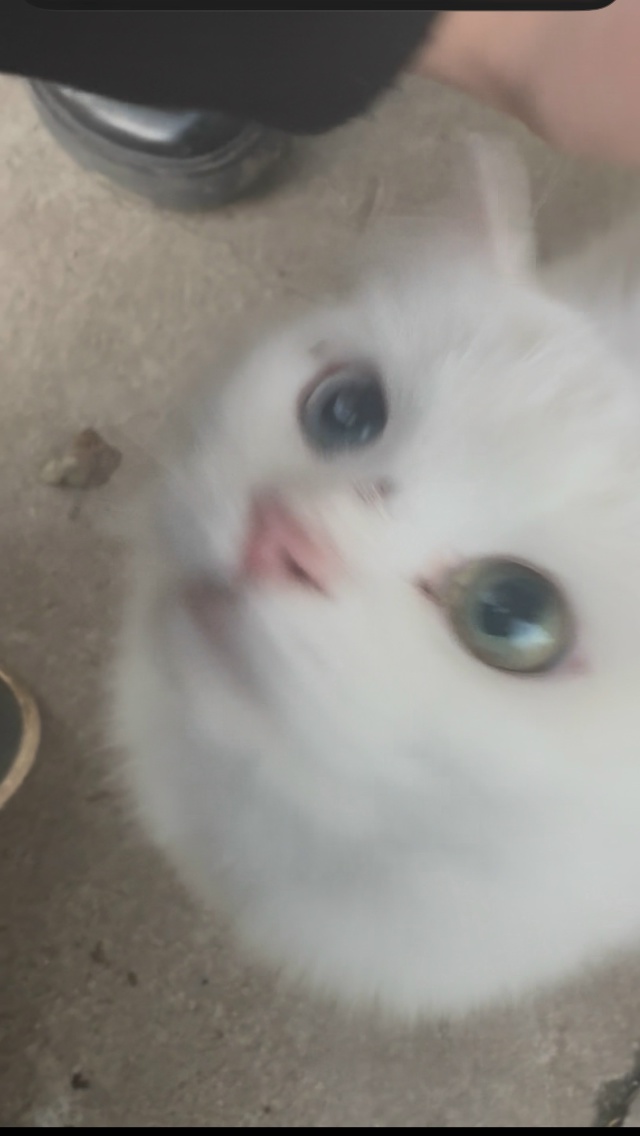 Здравствуйте
Отдам в добрые ручки кошечку с разным цв?...