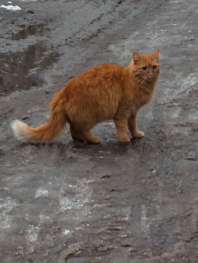 Добрый день! На Быкова бегает кот, по виду домашний. Воз...