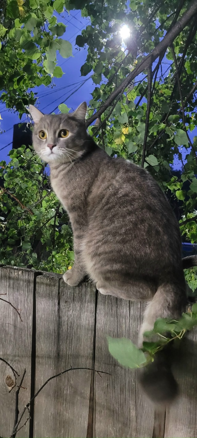 Деревенский хищник очень чёткий, быстрый, ловкий.