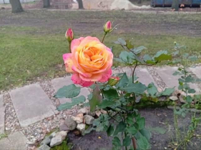 В Орехово-Зуеве, в усадьбе Оглоблина, произошло необыч?...