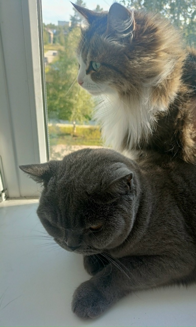 Пост для животных 😺😺😺
Чем сейчас занимаются ваши пи...