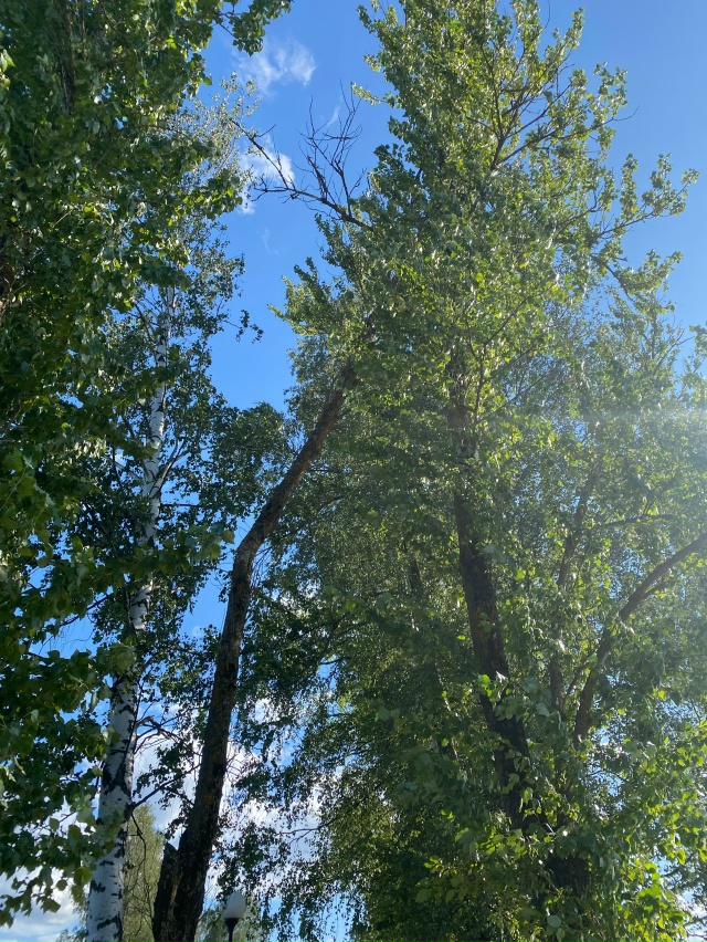 На дорожке вдоль Невы около остановки 1 Отрадное опасн?...
