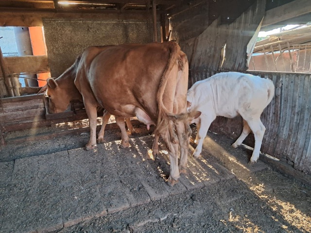 Продаётся КРС 🐄🦬🐂 По все вопросам обращаться по ном...