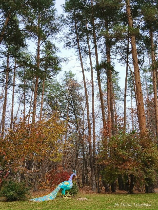 Тольяттинский лес, полон неожиданностей.🌲🐘🍁