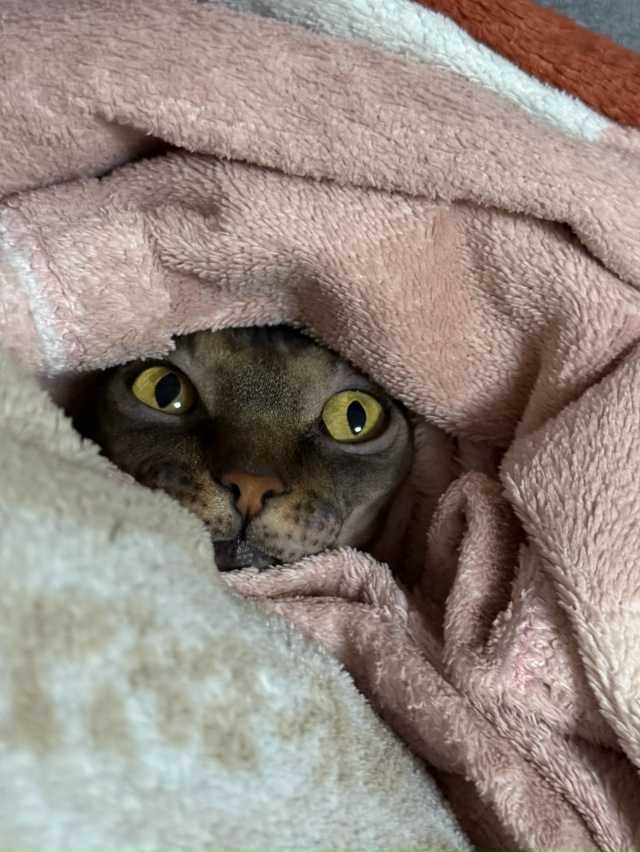 Любимая лабуба Мия