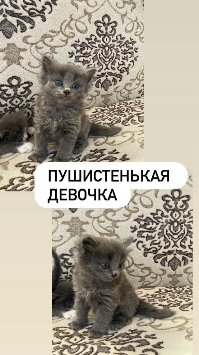ГОРОД ЗАОЗЁРНЫЙ!!!
Отдам котят в добрые руки!Котятам по?...