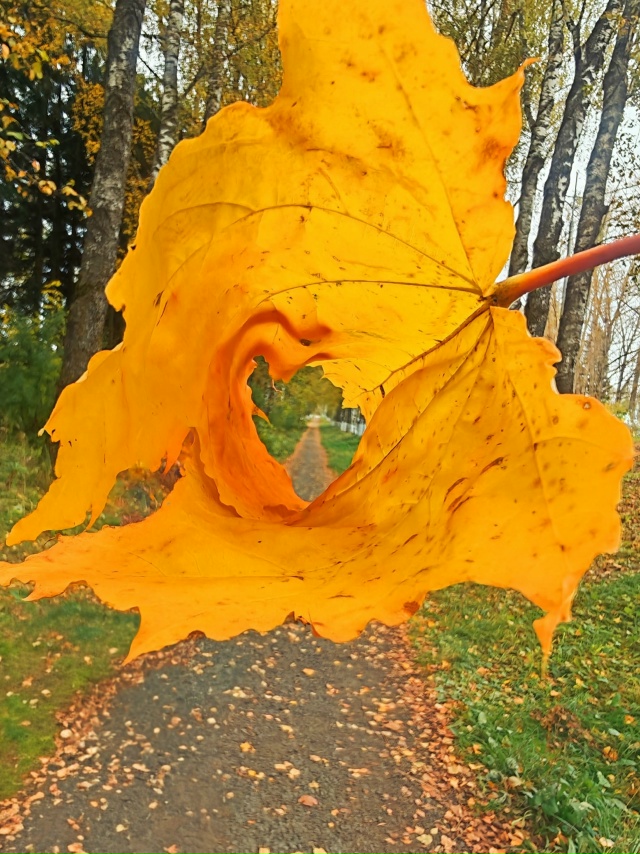 Золотые мгновения осени 🍁🍁🍁