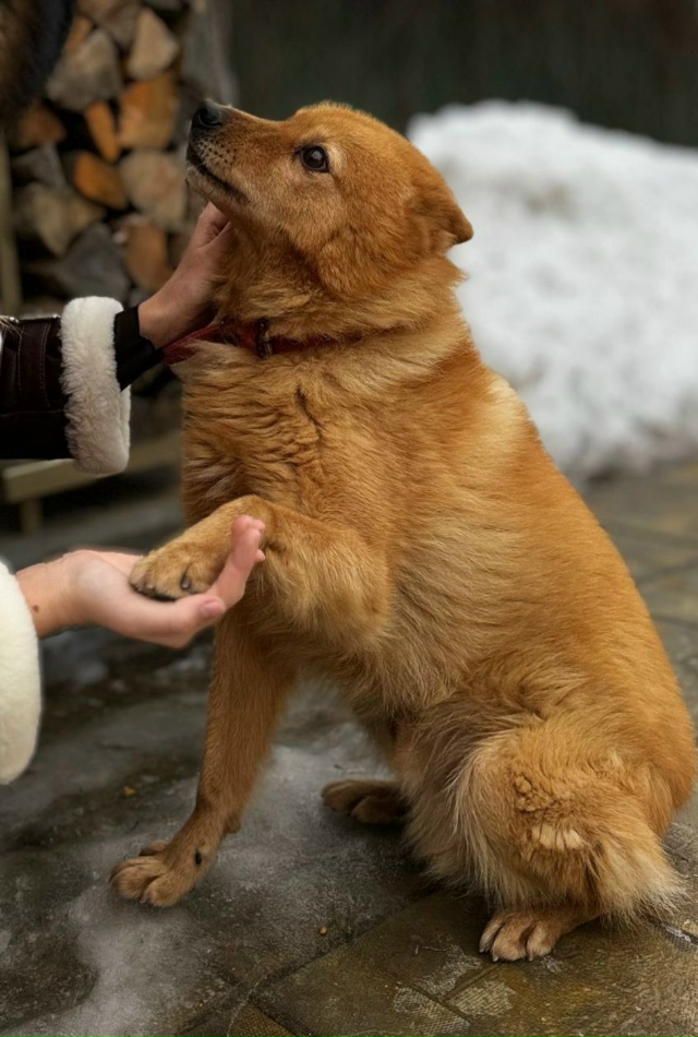 потерялась собака в районе 11 микрорайона,если кто виде...
