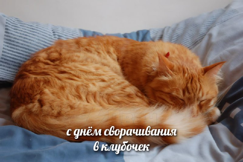 Сегодня отмечается День сворачивания в клубочек