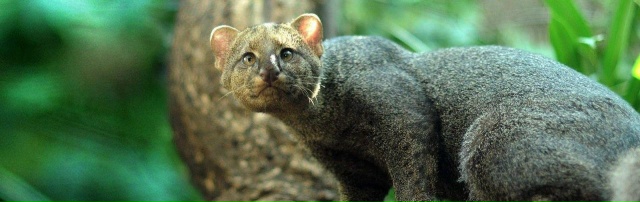 Ягуарунди — скрытные хищники Центральной Америки, ген...