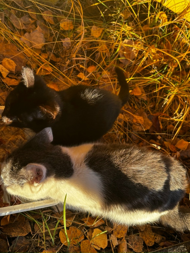 😔 Пропадают котята
Подкинули или вышли сами из садов,...