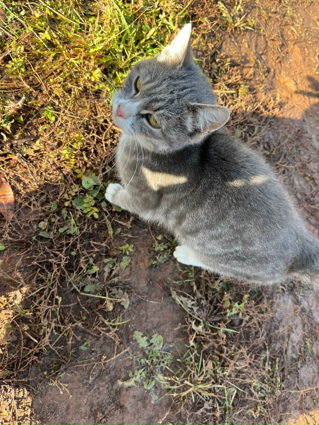 Чья кошечка? Второй день сидит у дома, плачет. Розовый о...