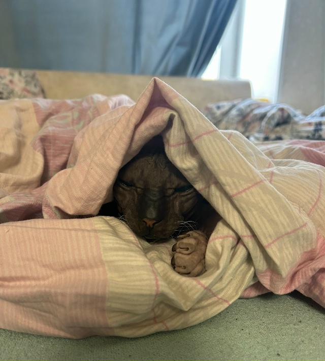 Всратые кроватные Груша ( с усами) и Киви