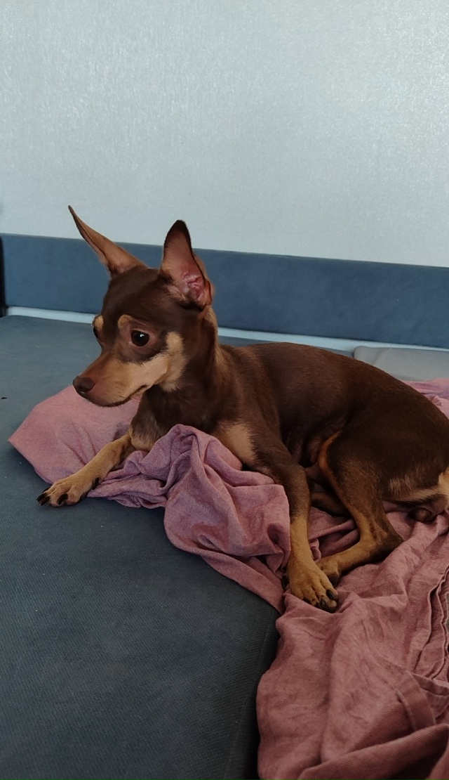 Потерялась собака вечером, девочка. На ней надета голу?...