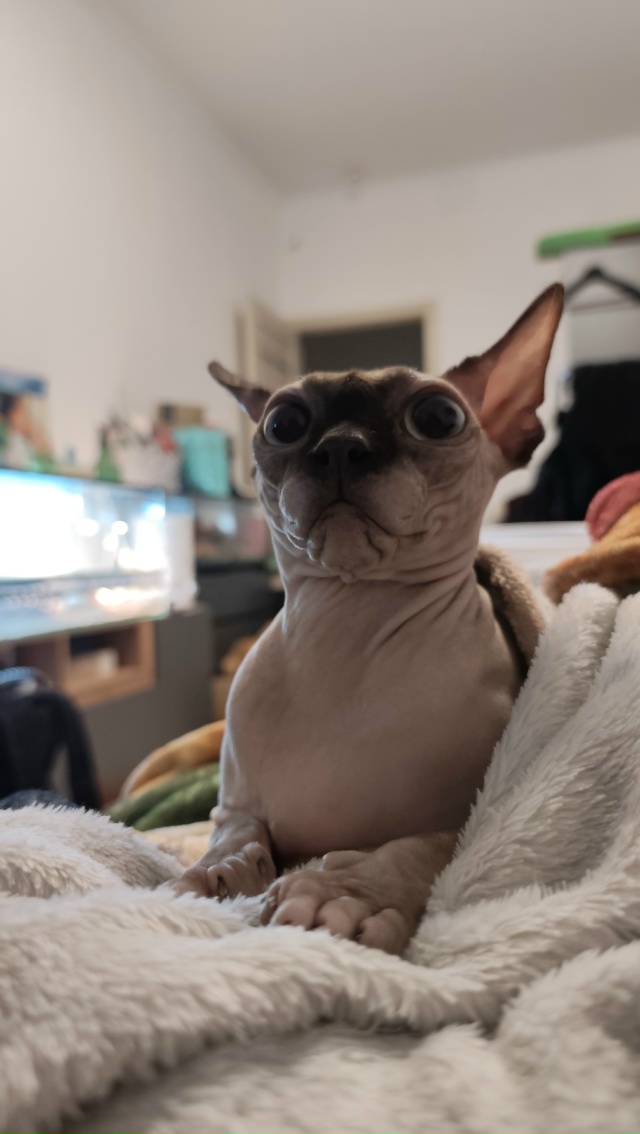 Копчёный нос Дементия в портретной съёмке 💓