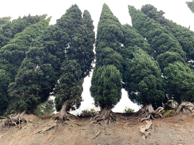 Ноябрь в Ялте. Просто фото на телефон.