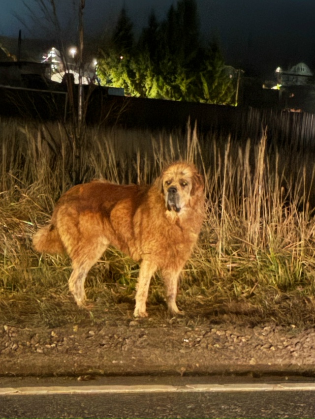 Всё еще не найден!!! Если увидите сразу звоните!!! Не лов?...