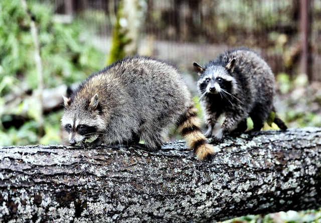 Новость из Подмосковного Сафари‑парка: сегодня тут ст...