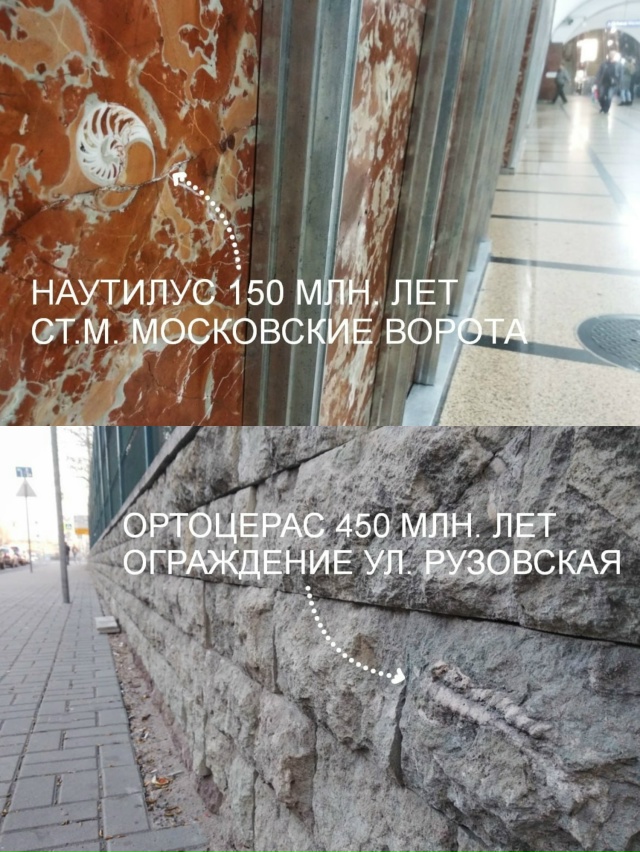 Трилобиты в Санкт-Петербурге Трилобиты — это небольш...