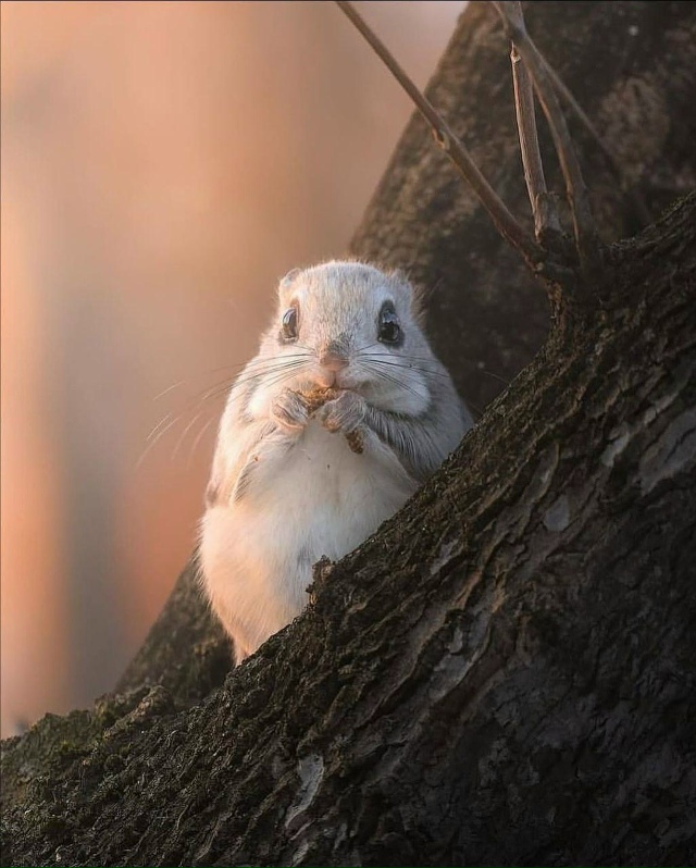 Редкому удаётся увидеть это скрытное животное в дикой ...