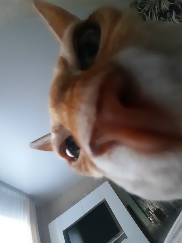 Старушка Цапа) скоро 16 лет) Мой деймон, ни на шаг не отхо...