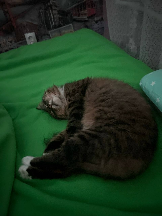 Срочно отдадим кошек, хотим пристроить хотя бы одну. От...