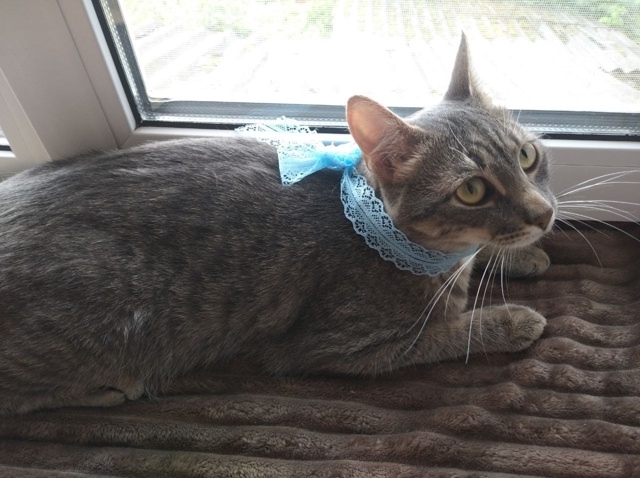 Вы верите в мИссию?💙🥺
Ощущение что этот котик прибы...