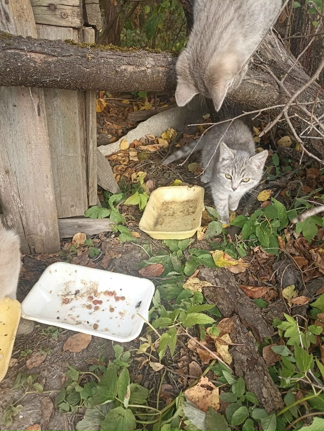 Котики-бездомыши в добрые руки
89105216491 Елена
