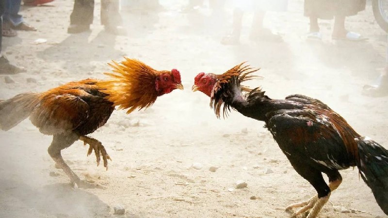 🐓 В России запретили распространять в интернете видео с петушиными боями.
Суд признал такие ролики