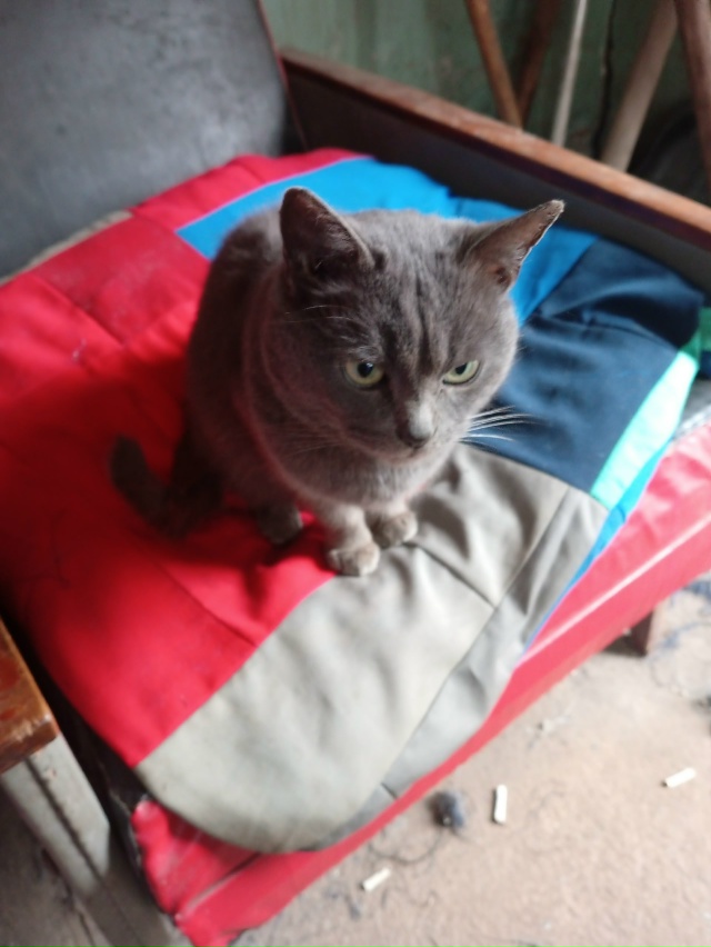 Добрый день. На швейной фабрике второй день сидит коше?...