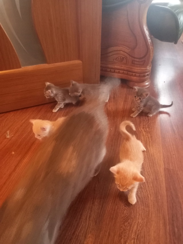 Отдам котят в добрые руки , котят месяц.