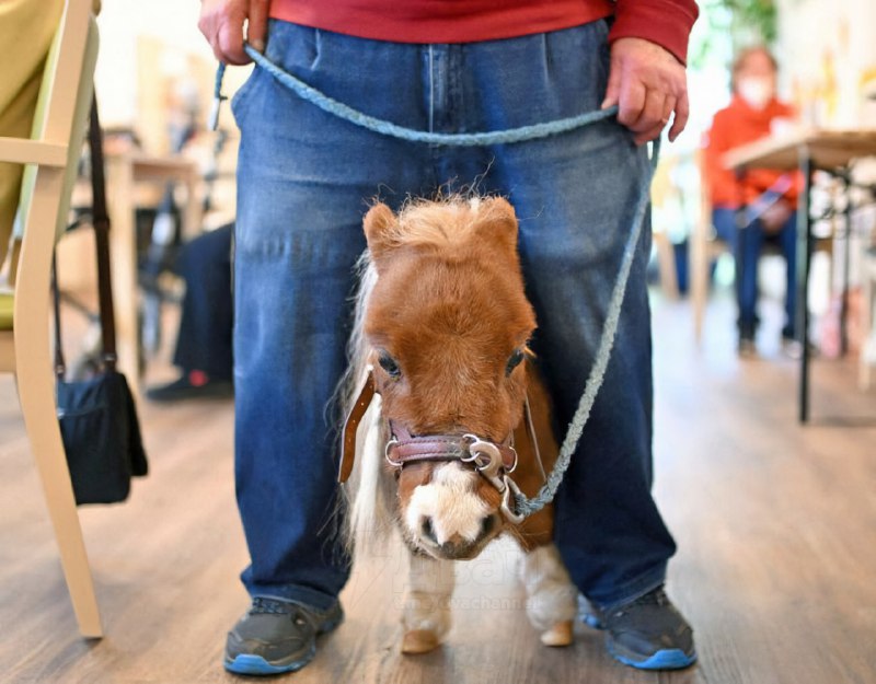 В Германии живёт самый маленький конь — взрослый жеребец по кличке Пумукель
Из-за генетической особ