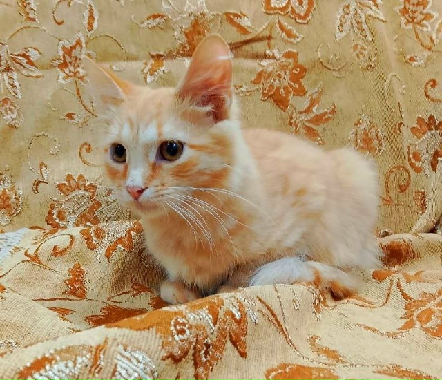 Коты и кошечки ищут дом
Кошки стерилизованы
Обращатьс?...