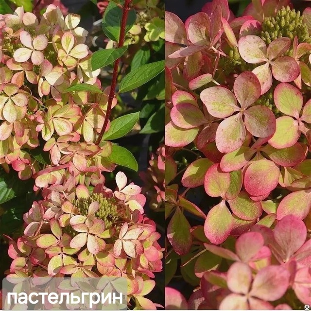 В наличии 🌸🌸🌸
Фото саженцев по запросу🌸🌸🌸