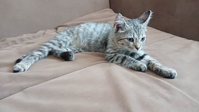 Чей котенок? Видно что домашний, болит задняя лапка. Ра...