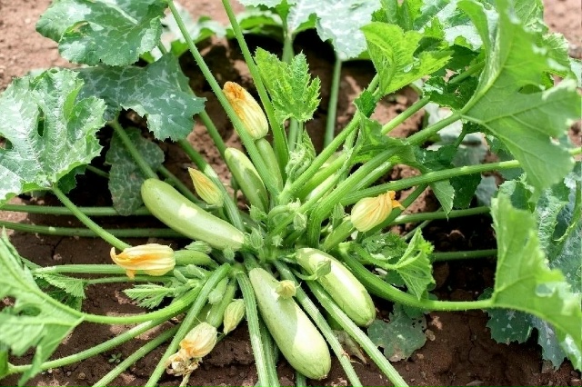 20 марта пятница, на продовольственной части рынка:СЕМЕ...