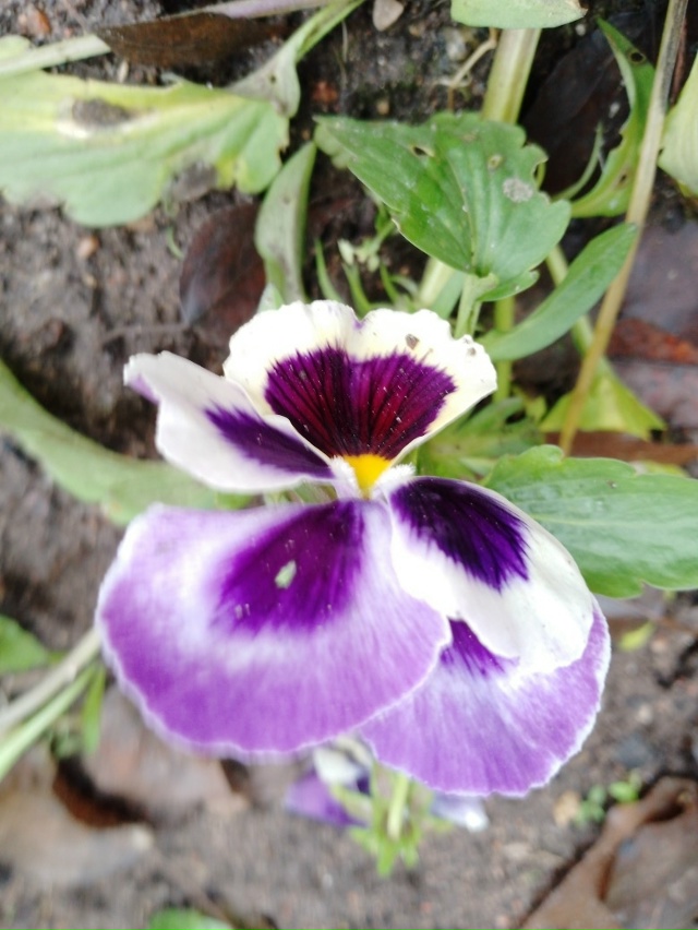 Последние цветы этого сезона