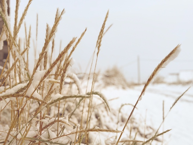 Первый снег в Шойне
Фото Валентины Малыгиной