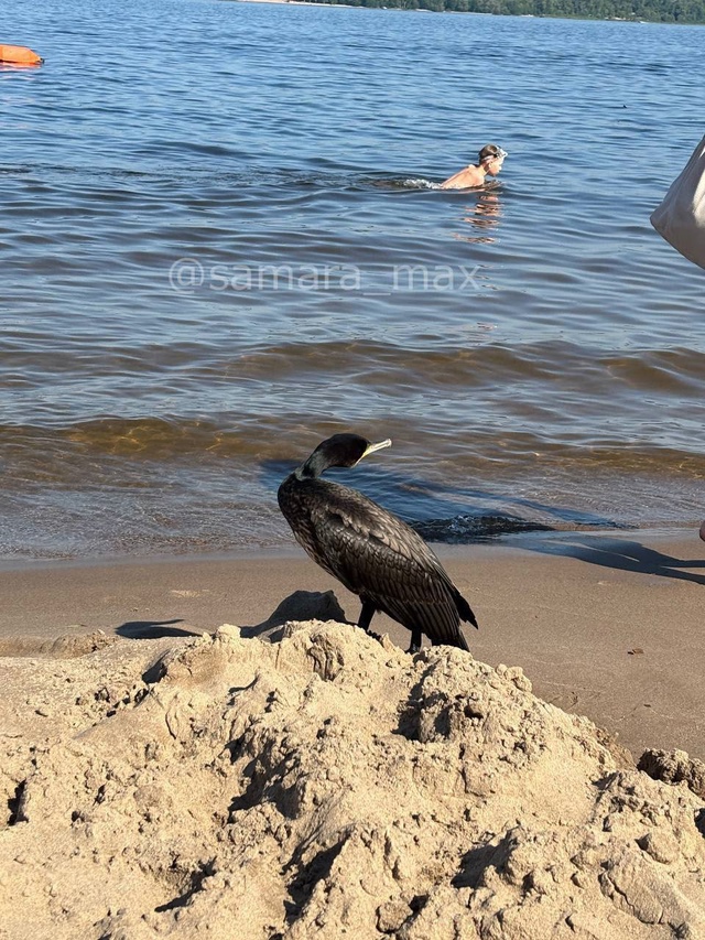 🐦 Баклан появился на Полевом спуске — редкий гость дл...