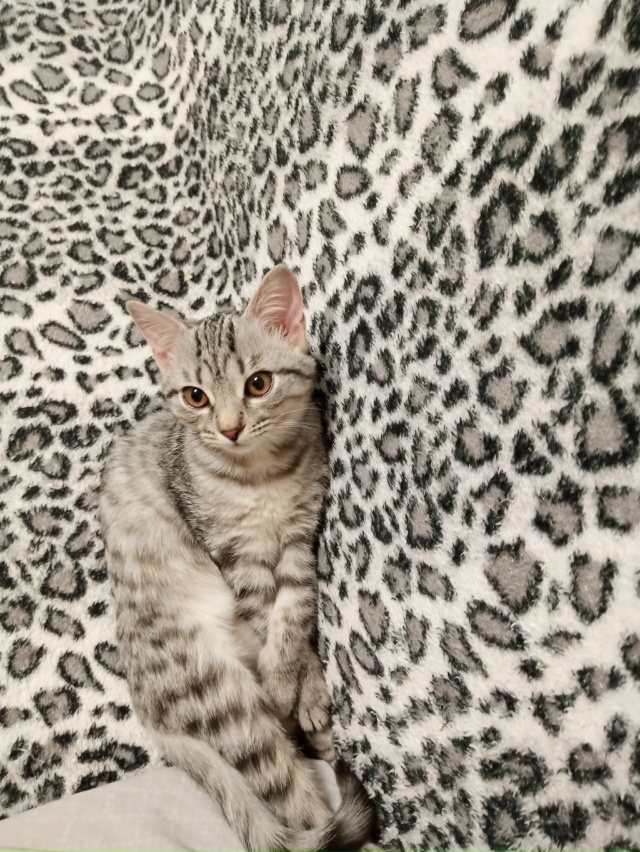 Анонимно. Отдам кошечку в добрые руки, ласковая игрива?...