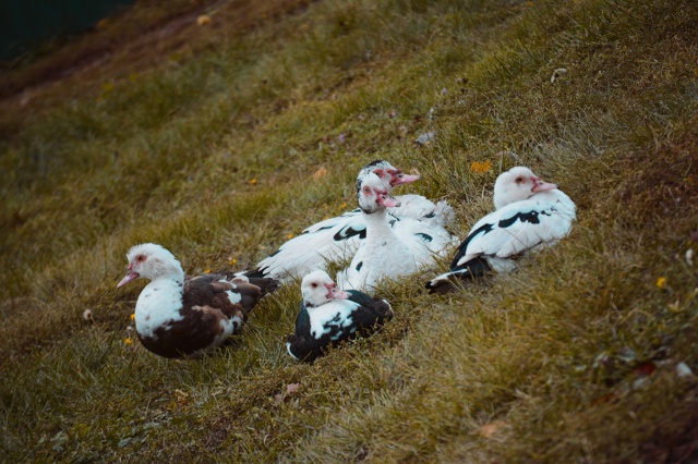 Уваровский район.