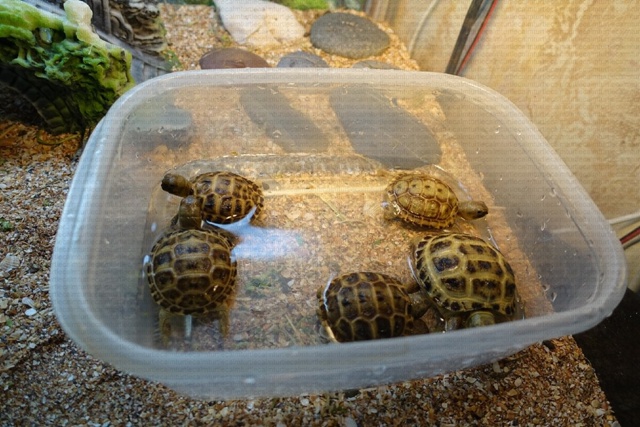 🐢🐢🐢 Аэропорт Сочи столкнулся с неожиданной проблем...