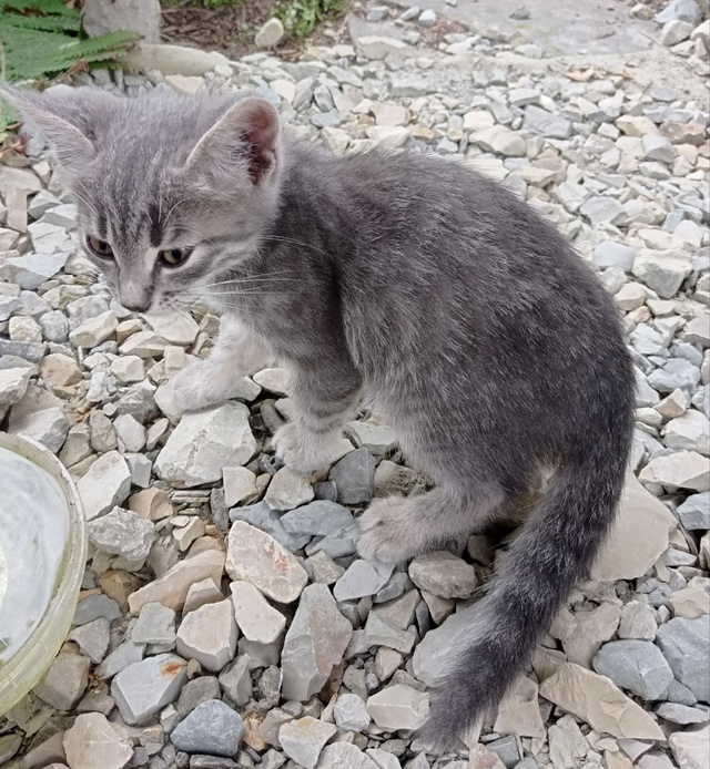 Подкинули котенка, мальчик. Может кому нужен серенький...