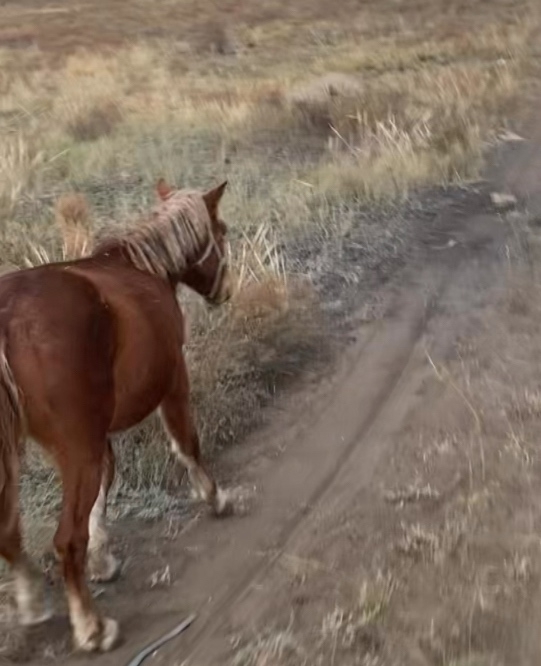 1 харлыг богба, корген билген улус долгаптарын дилеп ту...