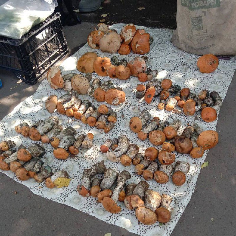 🍄‍🟫 В Подмосковье начался грибной бум — и раньше обычного!
В лесу под Раменским уже находят первые