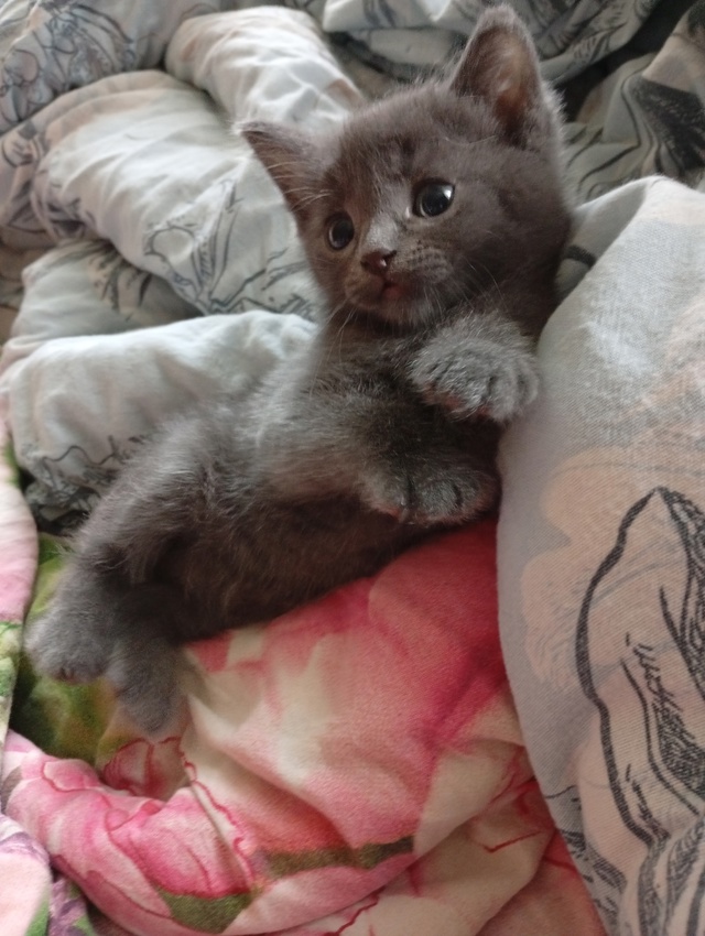 Анонимно, пожалуйста.
Отдаю котëнка (мальчик, 2 месяца).
...