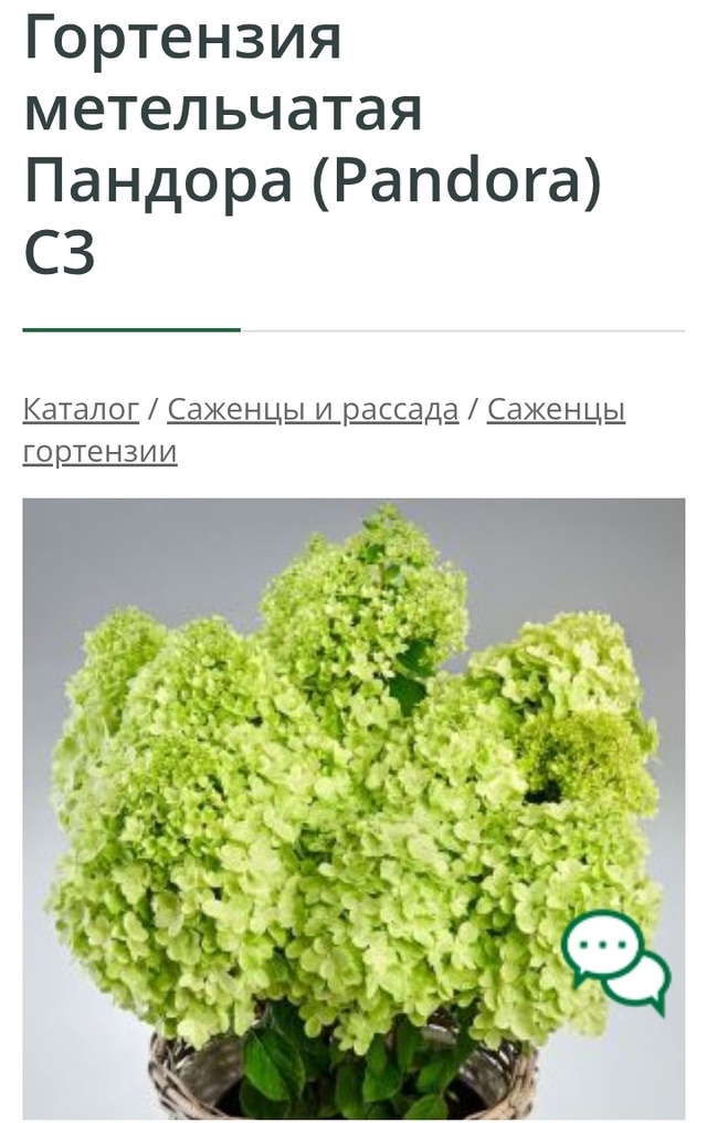 Предлагаю вам гортензии и хосты разных сортов.
Гортенз...