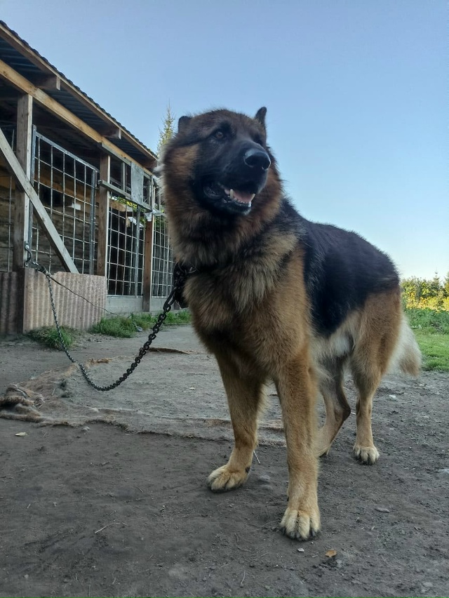 Убежал вместе с цепью, не кусается, если кто видел сооб?...